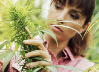 best of cannabis, sonoma napa county