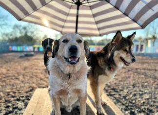 k9 activity club dog daycare and training