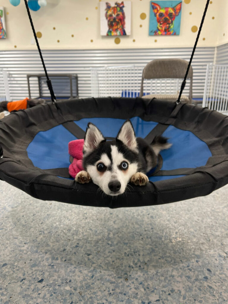 k9 activity club dog daycare and training