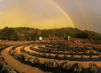 Best Place To Catch a Romantic Buzz