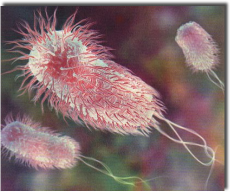 E ColiU.S. Environmental Protection Agency