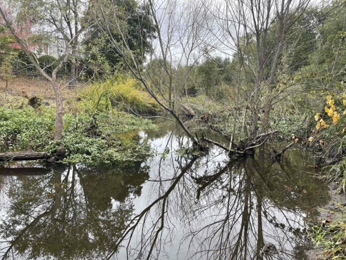 Beaver pond - Sonoma Valley, California