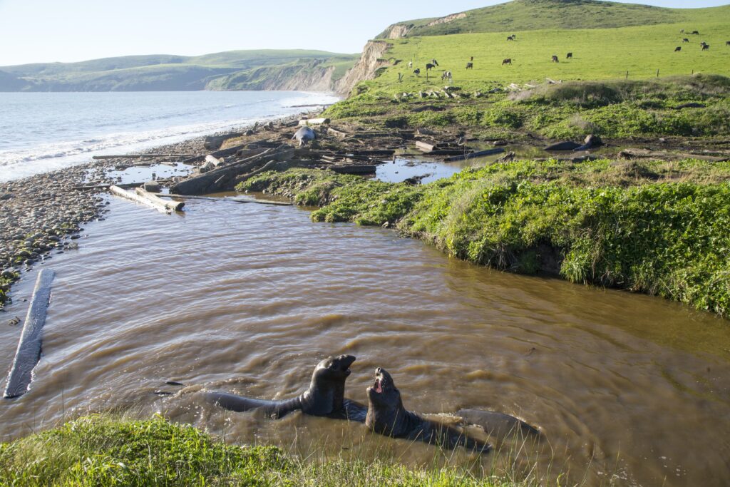Elephant Seals - Jocelyn Knight