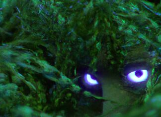 Best Place to Spot a Cryptid