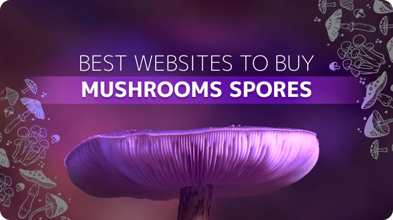 best websites to buy mushrooms spores