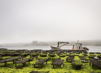 Shell Game: Hog Island, Google collab makes waves in oyster scene