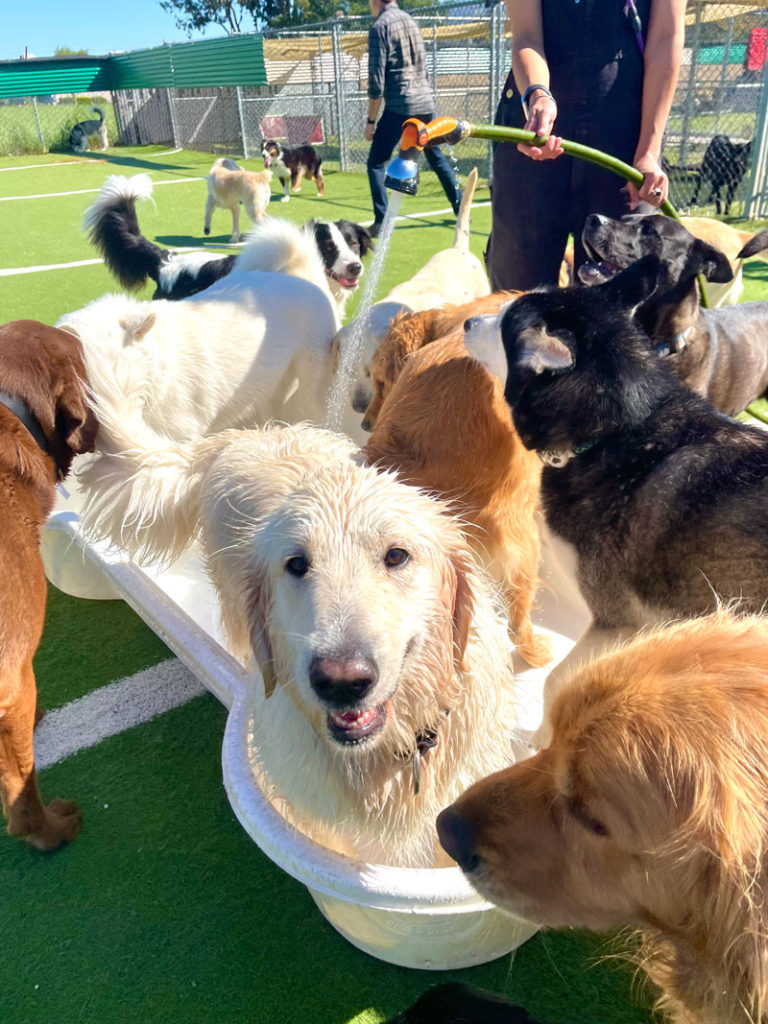 Paradise Pet Resorts