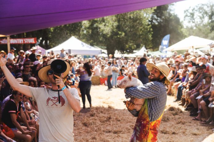 Culture Crush features the little pig races at Sebastopol's 52nd Gravenstein Apple Fair