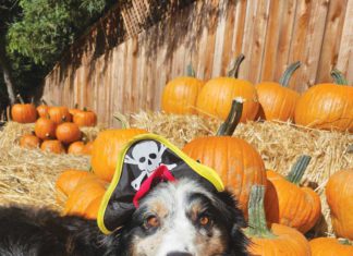 Pets Lifeline’s Critter Carnival returns Saturday, Oct. 18, from 11am to 2pm at the organization’s state-of-the-art shelter on 8th Street East in Sonoma.