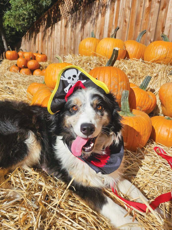 Pets Lifeline’s Critter Carnival returns Saturday, Oct. 18, from 11am to 2pm at the organization’s state-of-the-art shelter on 8th Street East in Sonoma.